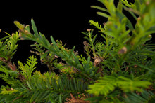 Load image into Gallery viewer, Bonsai Special | Coast Redwood (C4)