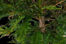 Load image into Gallery viewer, Bonsai Special | Coast Redwood (C4)