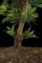 Load image into Gallery viewer, Bonsai Special | Coast Redwood (C4)