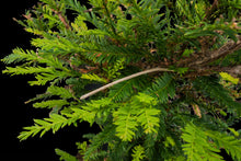 Load image into Gallery viewer, Bonsai Special | Coast Redwood (C4)