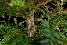 Load image into Gallery viewer, Bonsai Special | Coast Redwood (C4)