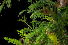 Load image into Gallery viewer, Bonsai Special | Coast Redwood (C4)