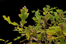 Load image into Gallery viewer, Bonsai Special | English Oak Forest (C5)