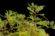 Load image into Gallery viewer, Bonsai Special | English Oak Forest (C5)