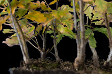 Load image into Gallery viewer, Bonsai Special | English Oak Forest (C5)