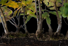 Load image into Gallery viewer, Bonsai Special | English Oak Forest (C5)