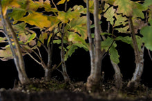 Load image into Gallery viewer, Bonsai Special | English Oak Forest (C5)