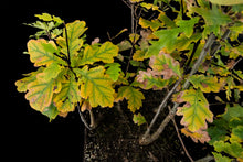 Load image into Gallery viewer, Bonsai Special | English Oak Forest (C5)