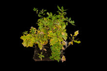 Load image into Gallery viewer, Bonsai Special | English Oak Forest (C5)
