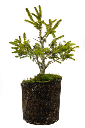 Bonsai Special | Norway Spruce (C6)