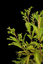 Load image into Gallery viewer, Bonsai Special | Montezuma Cypress (C7)