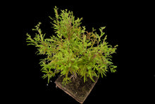 Load image into Gallery viewer, Bonsai Special | Montezuma Cypress (C7)