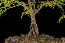 Load image into Gallery viewer, Bonsai Special | Montezuma Cypress (C7)