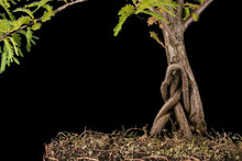 Load image into Gallery viewer, Bonsai Special | Montezuma Cypress (C7)