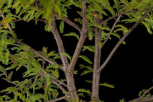Load image into Gallery viewer, Bonsai Special | Montezuma Cypress (C7)