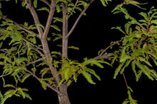 Load image into Gallery viewer, Bonsai Special | Montezuma Cypress (C7)