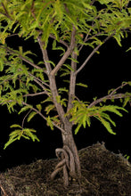 Load image into Gallery viewer, Bonsai Special | Montezuma Cypress (C7)