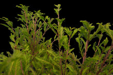 Load image into Gallery viewer, Bonsai Special | Montezuma Cypress (C7)