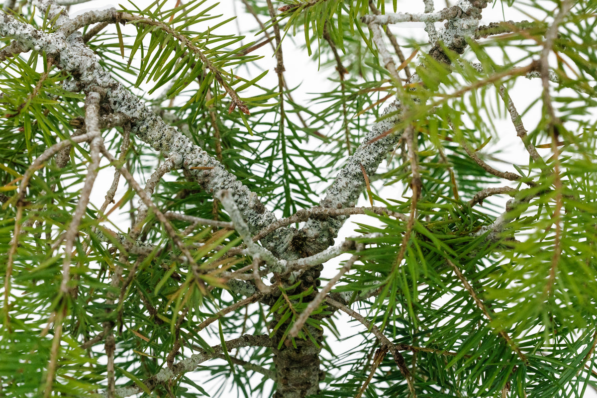 douglas fir bonsai tree Bonsai Special
