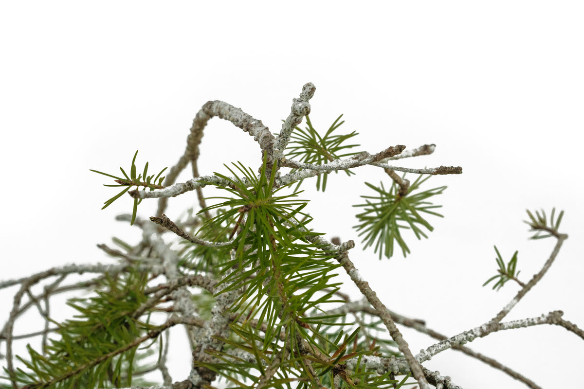 douglas fir bonsai tree Bonsai Special