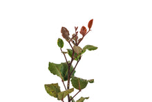 Load image into Gallery viewer, Carob Tree | Medium Tree Seedling | The Jonsteen Company
