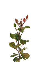 Load image into Gallery viewer, Carob Tree | Medium Tree Seedling | The Jonsteen Company