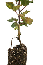 Load image into Gallery viewer, Carob Tree | Medium Tree Seedling | The Jonsteen Company