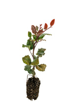 Load image into Gallery viewer, Carob Tree | Medium Tree Seedling | The Jonsteen Company