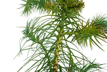 Load image into Gallery viewer, China Fir | XL Tree Seedling | The Jonsteen Company