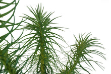 Load image into Gallery viewer, China Fir | XL Tree Seedling | The Jonsteen Company