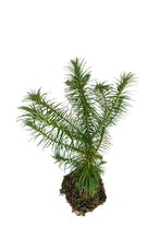 Load image into Gallery viewer, China Fir | XL Tree Seedling | The Jonsteen Company