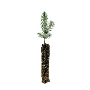 Living Christmas Tree | Colorado Blue Spruce | The Jonsteen Company