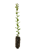 Load image into Gallery viewer, Cork Oak | Lot of 30 Tree Seedlings