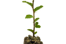 Load image into Gallery viewer, Cork Oak | Medium Tree Seedling | The Jonsteen Company