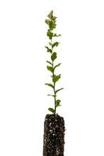 Load image into Gallery viewer, Cork Oak | Medium Tree Seedling | The Jonsteen Company