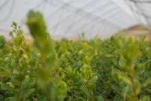 Load image into Gallery viewer, Cork Oak | Lot of 30 Tree Seedlings