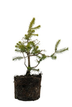 Load image into Gallery viewer, Bonsai Special | Serbian Spruce (D4)