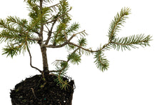 Load image into Gallery viewer, Bonsai Special | Serbian Spruce (D4)