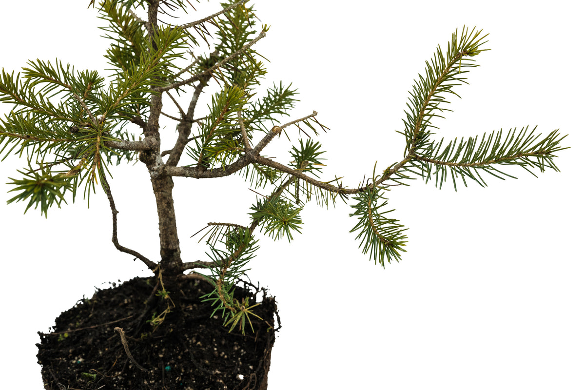 Bonsai Special | Serbian Spruce (D4) – The Jonsteen Company