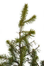 Load image into Gallery viewer, Bonsai Special | Serbian Spruce (D4)