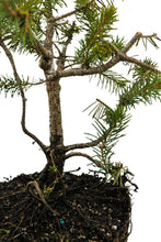 Load image into Gallery viewer, Bonsai Special | Serbian Spruce (D4)