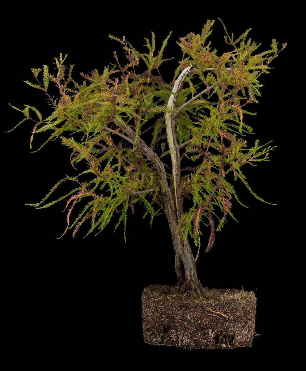 bald cypress bonsai tree for sale Bonsai Special