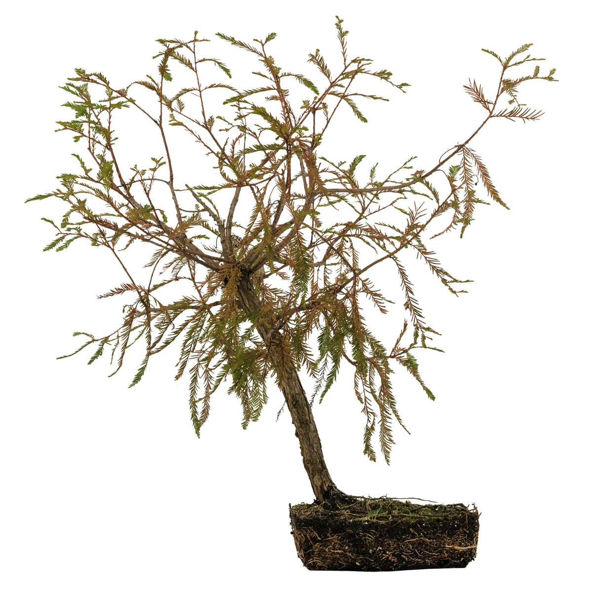 bonsai sumpfzypresse Bonsai Special