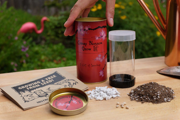 Japanese Flowering Cherry Blossom | Seed Grow Kit | The Jonsteen Company