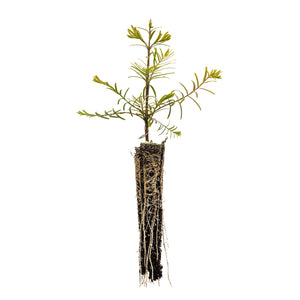 Dawn Redwood | Lot of 30 Tree Seedlings | The Jonsteen Company