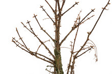 Load image into Gallery viewer, Bonsai Special | Dawn Redwood (D10)