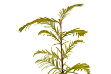 Load image into Gallery viewer, Dawn Redwood | Medium Tree Seedling | The Jonsteen Company