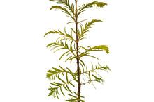 Load image into Gallery viewer, Dawn Redwood | Medium Tree Seedling | The Jonsteen Company
