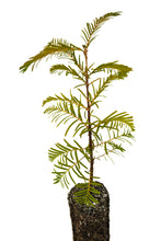 Load image into Gallery viewer, Dawn Redwood | Medium Tree Seedling | The Jonsteen Company