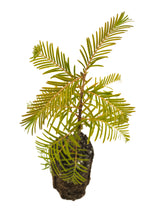 Load image into Gallery viewer, Dawn Redwood | Medium Tree Seedling | The Jonsteen Company